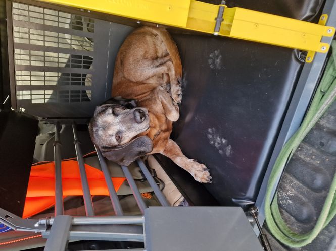 Hovedbilde Hundematte 73.2 x 116.2