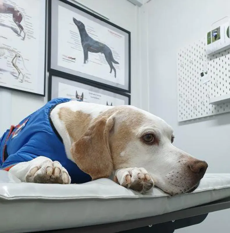 Hundematte 70x123x10 cm